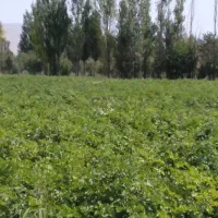 سیب زمینی آگریا ۱۴۰۲