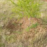 اجاره زمین یا شراکت در کشت نخود