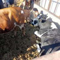 گوساله چاق 80راس