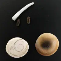 انجام انواع ف.ا.ل شمع تراپی چشم نظر