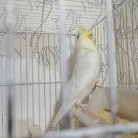 عروس هلندی ماده لوتینو ونر سیاموند|پرنده|مشهد, امیرآباد|دیوار