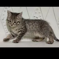 واگذاری گربه|گربه|قروه, |دیوار