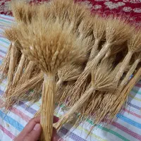 گل گندم|گل و گیاه طبیعی|ملارد, |دیوار