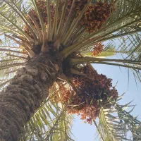 خرمای زاهدی درجه یک|خوردنی و آشامیدنی|قصرشیرین, |دیوار