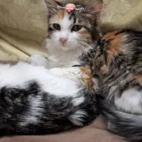 واگذاری سیمبا