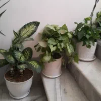 وسایل فروشی|حراج|سنندج, |دیوار