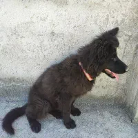 توله ژرمن بلک موبلند کینگ