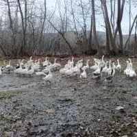 غاز|حیوانات مزرعه|انگوت, |دیوار