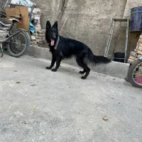 سگ ژرمن شپرد بلاک ماده