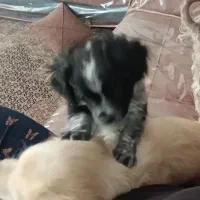 واگزاری یک خانواده با یدونه پسر پدرومادر