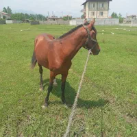 فروش‌نریان‌سواری‌