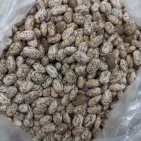 لوبیا چیتی، خوش پخت، دست‌چین، دره شهر