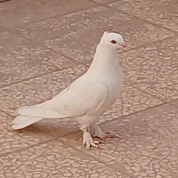 چند تا جوجه ونر عالی|پرنده|قم, پردیسان|دیوار