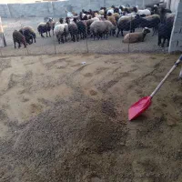 کود گوسفندی|خدمات باغبانی و درختکاری|ساری, |دیوار