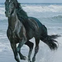 اسب ورزشی یکسر خارجی