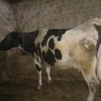 گاو ابستن هلشتاین