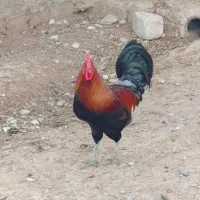 خروس 7500|حیوانات مزرعه|امیدیه, |دیوار