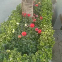 خدمات باغبانی و فضای سبز