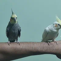 عروس هلندی
