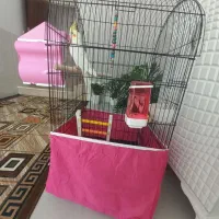 فروش عروس هلندی