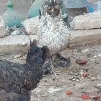 مرغ زینتی|حیوانات مزرعه|آران و بیدگل, |دیوار