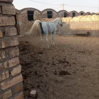 اسب|اسب و تجهیزات اسب‌سواری|کاشان, مشکات|دیوار