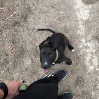 واگذاری پیت بول ماده ۷ ماهه