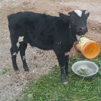 Abass|حیوانات مزرعه|دزفول, |دیوار