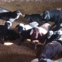 میش درجه یک|حیوانات مزرعه|نوشین شهر, |دیوار