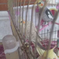 پرنده عروس هلندی