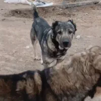 سگ سرابی|سگ|هشتگرد, قاسم آباد بزرگ|دیوار