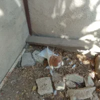 ماده یال زرد بشرط|پرنده|کازرون, |دیوار