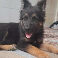 سگ ژرمن شپرد