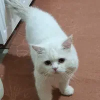 واگذاری گربه پرشین