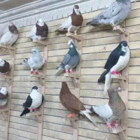 کبوتربوم|پرنده|مشهد, کوشش|دیوار