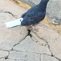 کبوترپرشتی|پرنده|کوهدشت, |دیوار