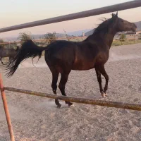 فروش مادیان عرب