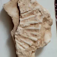 فسیل آمونیت کپه داغ