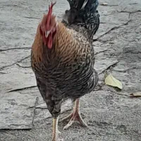 خروس|حیوانات مزرعه|فلارد, |دیوار