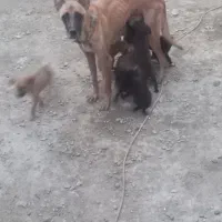 توله سگ