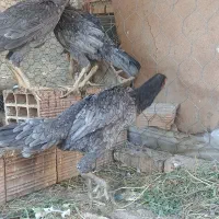 مرغ لاری|حیوانات مزرعه|خان ببین, |دیوار