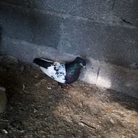 کبوتر طوقی .پرستویی. چپ .شصتی .پروازی همجوره|پرنده|لشت نشا, |دیوار