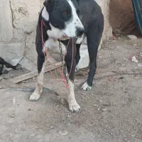 سگ گله و نگهبان|سگ|رزن, |دیوار