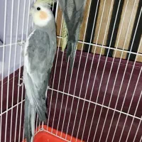 عروس هلندی نر و ماده