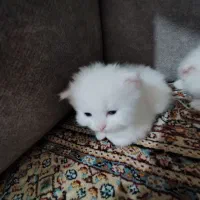 گربه کوچولو