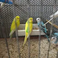 مرغ عشق|پرنده|قم, نخودی|دیوار