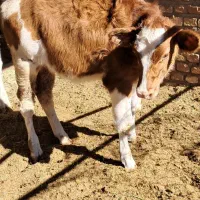 گوساله|حیوانات مزرعه|خوسف, |دیوار