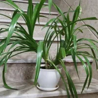 گل نخل|گل و گیاه طبیعی|مهاباد (آذربایجان غربی), |دیوار
