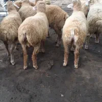 بره نر پای پروار