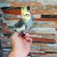 طوطی عروس نر سخنگو رام دستی